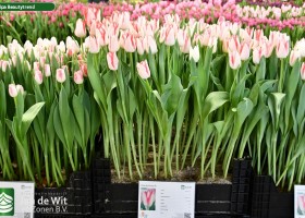 Tulipa Beautytrend ® (1)